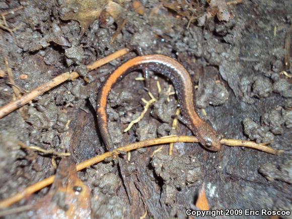 Eastern Red-backed Salamander (Plethodon cinereus)