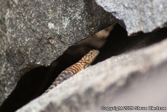 Granite Spiny Lizard (Sceloporus orcutti)