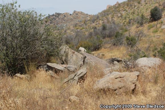 Granite Spiny Lizard (Sceloporus orcutti)