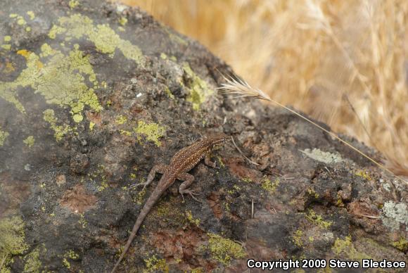 Western Side-blotched Lizard (Uta stansburiana elegans)