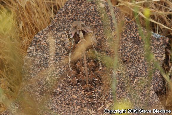 Blainville's Horned Lizard (Phrynosoma blainvillii)