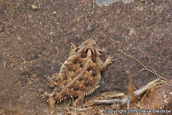 Blainville's Horned Lizard (Phrynosoma blainvillii)