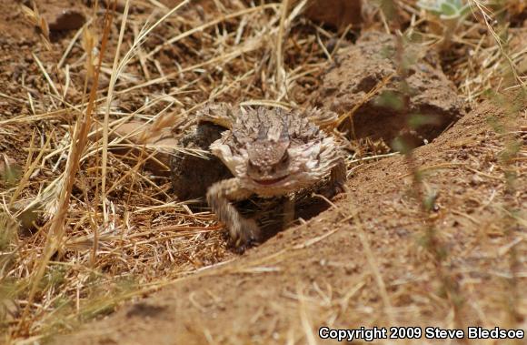 Blainville's Horned Lizard (Phrynosoma blainvillii)