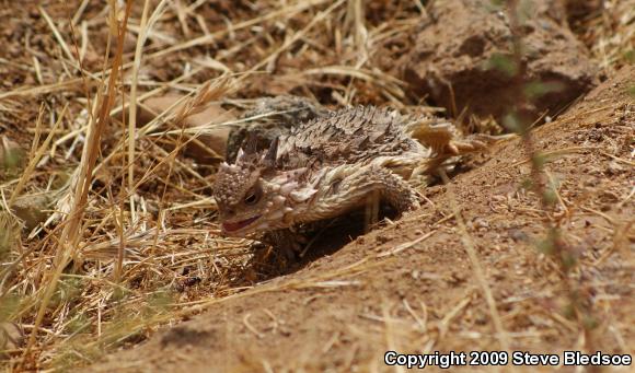 Blainville's Horned Lizard (Phrynosoma blainvillii)