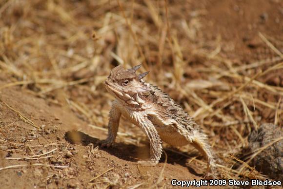 Blainville's Horned Lizard (Phrynosoma blainvillii)