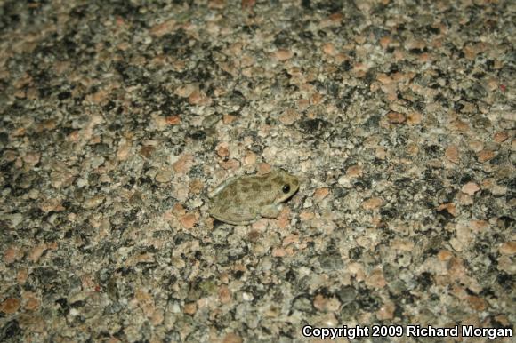 California Treefrog (Pseudacris cadaverina)