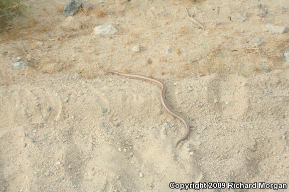 Desert Rosy Boa (Lichanura trivirgata gracia)