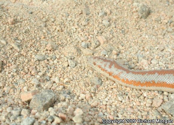 Desert Rosy Boa (Lichanura trivirgata gracia)