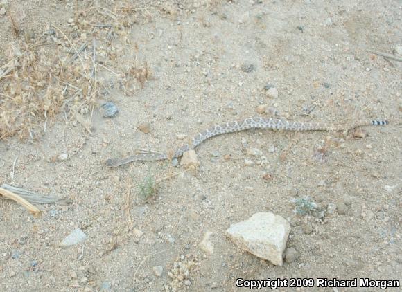 Red Diamond Rattlesnake (Crotalus ruber ruber)