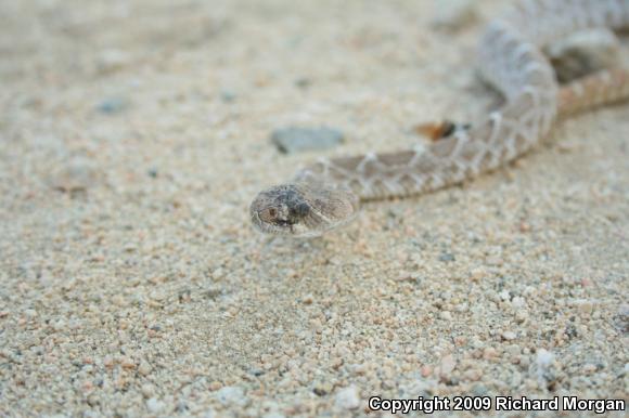 Red Diamond Rattlesnake (Crotalus ruber ruber)