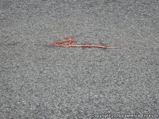 Coast Mountain Kingsnake (Lampropeltis zonata multifasciata)