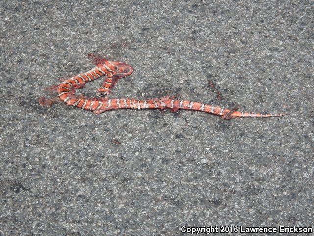 Coast Mountain Kingsnake (Lampropeltis zonata multifasciata)