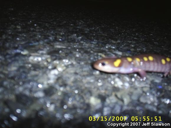 Spotted Salamander (Ambystoma maculatum)