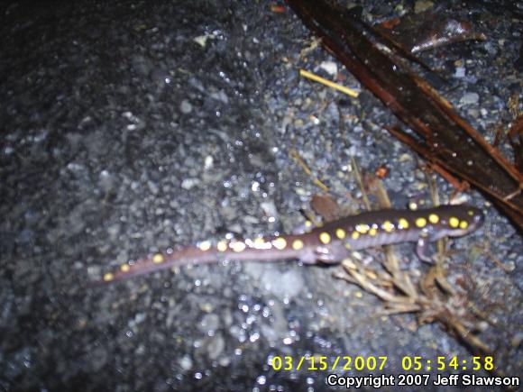 Spotted Salamander (Ambystoma maculatum)