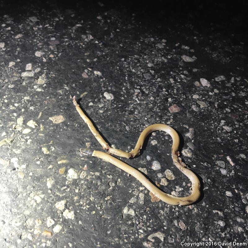 Yaqui Black-headed Snake (Tantilla yaquia)