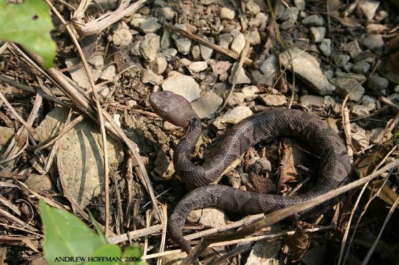 Northern  Copperhead (Agkistrodon contortrix mokasen)