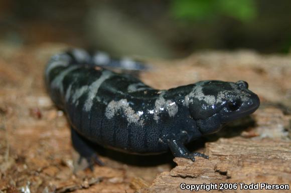 Marbled Salamander (Ambystoma opacum)