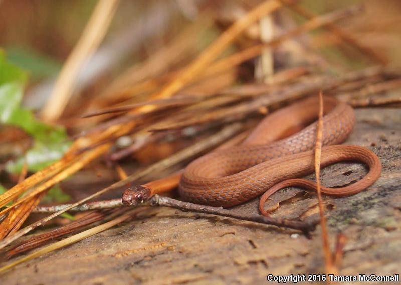 Florida Red-bellied Snake (Storeria occipitomaculata obscura)