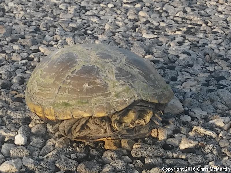 Yellow Mud Turtle (Kinosternon flavescens)