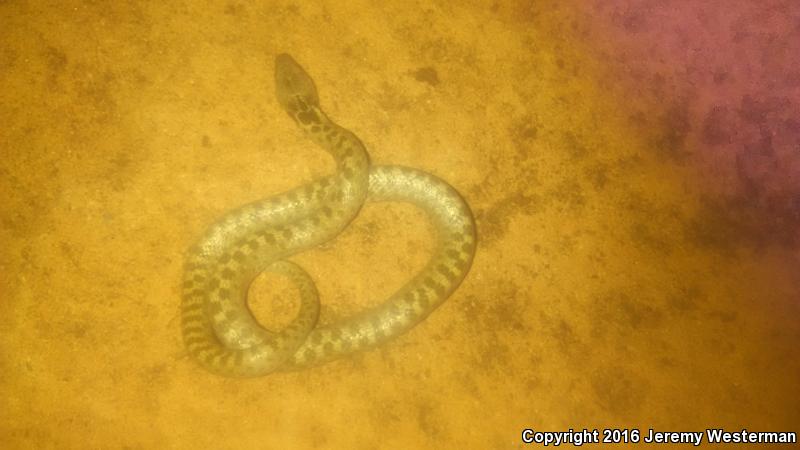 Mesa Verde Nightsnake (Hypsiglena chlorophaea loreala)