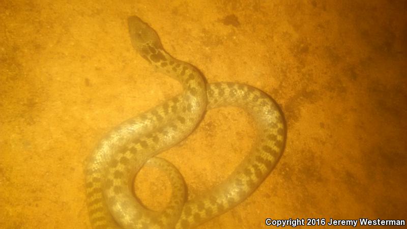 Mesa Verde Nightsnake (Hypsiglena chlorophaea loreala)