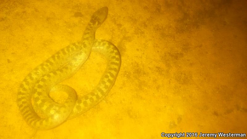 Mesa Verde Nightsnake (Hypsiglena chlorophaea loreala)