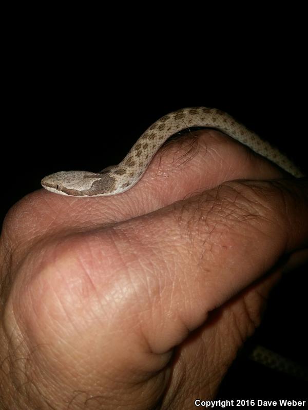 Collar Nightsnake (Hypsiglena torquata)