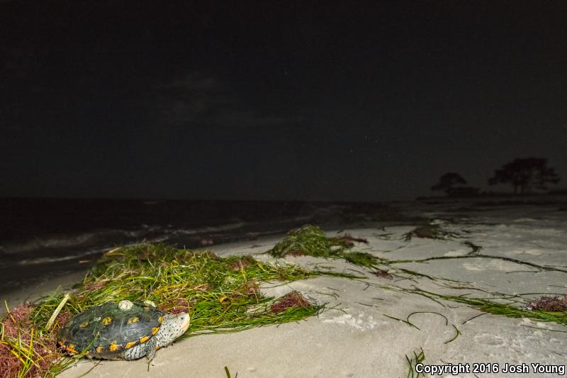 Ornate Diamond-backed Terrapin (Malaclemys terrapin macrospilota)