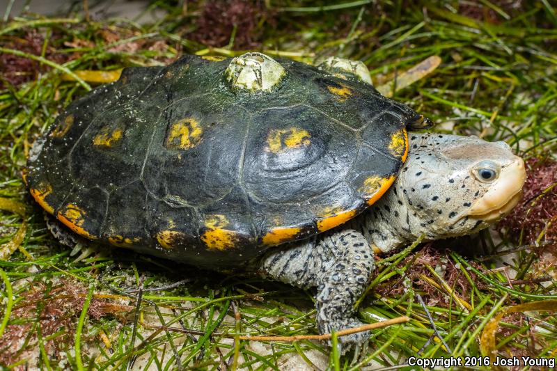 Ornate Diamond-backed Terrapin (Malaclemys terrapin macrospilota)