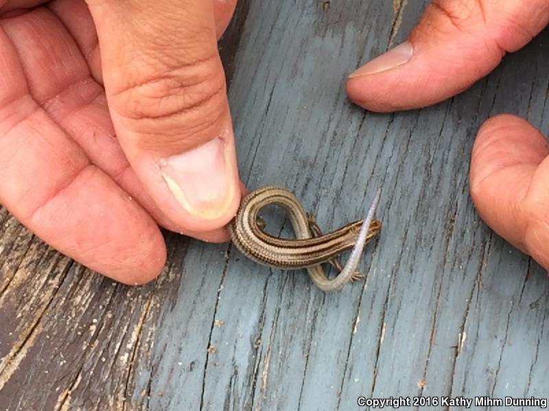 Northern Many-lined Skink (Plestiodon multivirgatus multivirgatus)