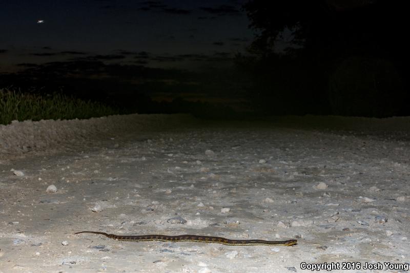 Gulf Saltmarsh Snake (Nerodia clarkii clarkii)