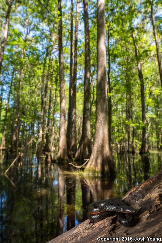 North Florida Swampsnake (Seminatrix pygaea pygaea)