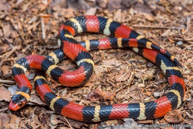 Scarlet Kingsnake (Lampropeltis triangulum elapsoides)