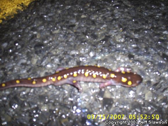 Spotted Salamander (Ambystoma maculatum)