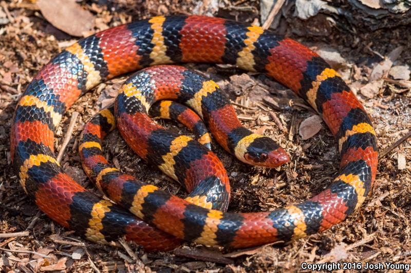 Scarlet Kingsnake (Lampropeltis triangulum elapsoides)