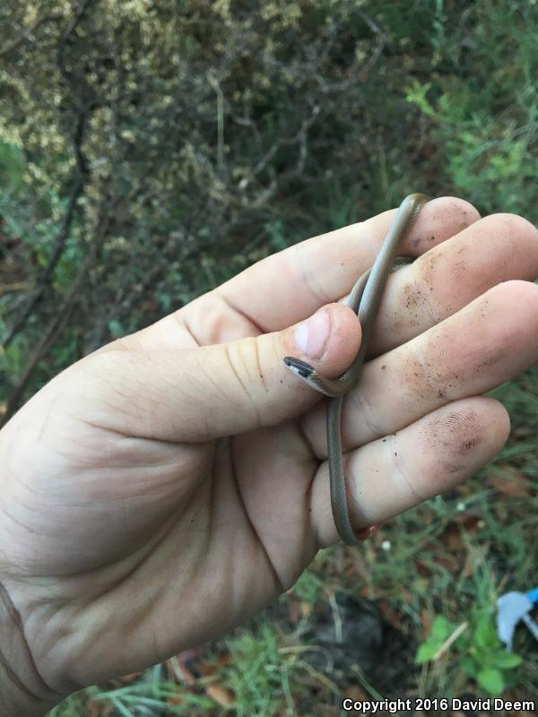 Yaqui Black-headed Snake (Tantilla yaquia)