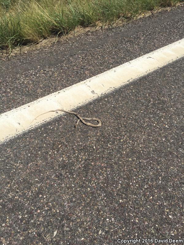 Lined Coachwhip (Coluber flagellum lineatulus)