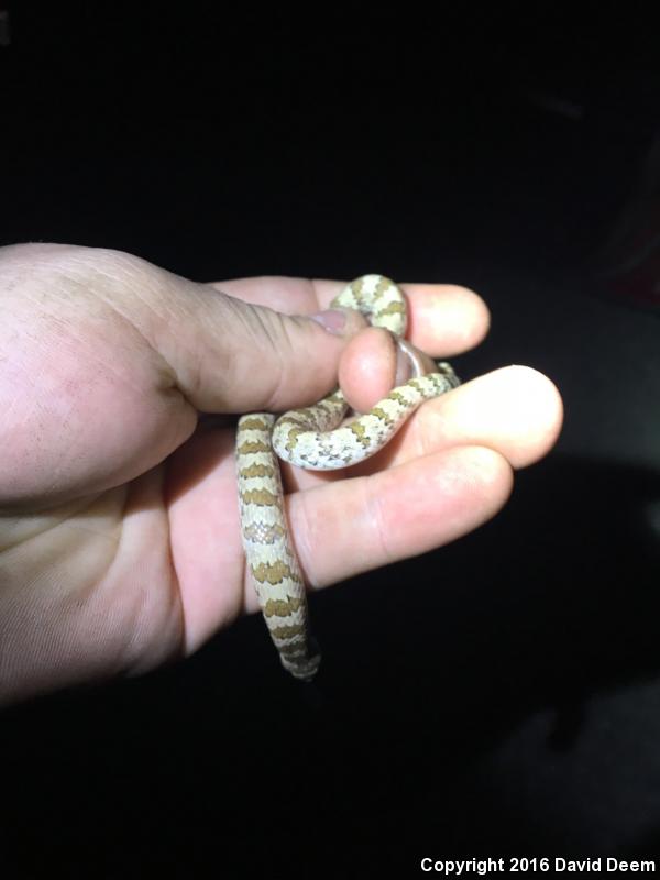 Chihuahuan Hook-nosed Snake (Gyalopion canum)