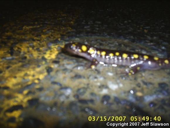 Spotted Salamander (Ambystoma maculatum)