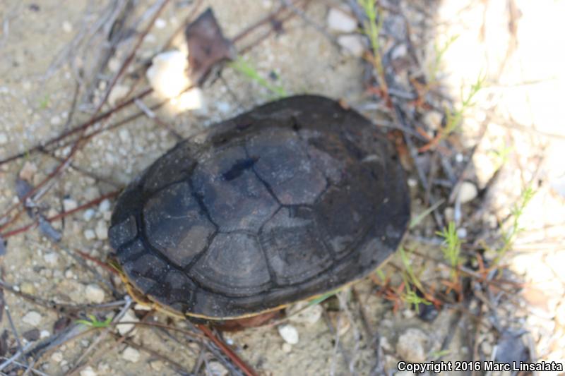 Eastern Chicken Turtle (Deirochelys reticularia reticularia)