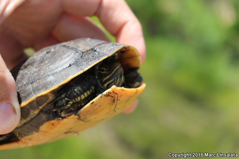 Eastern Chicken Turtle (Deirochelys reticularia reticularia)