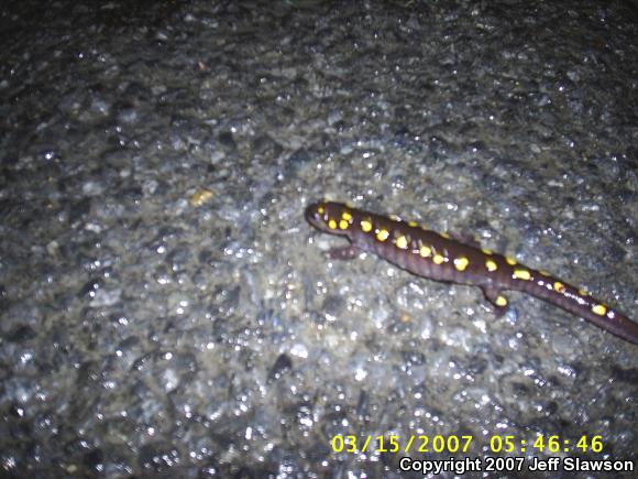 Spotted Salamander (Ambystoma maculatum)