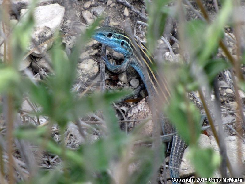 Trans-Pecos Striped Whiptail (Aspidoscelis inornata heptagramma)