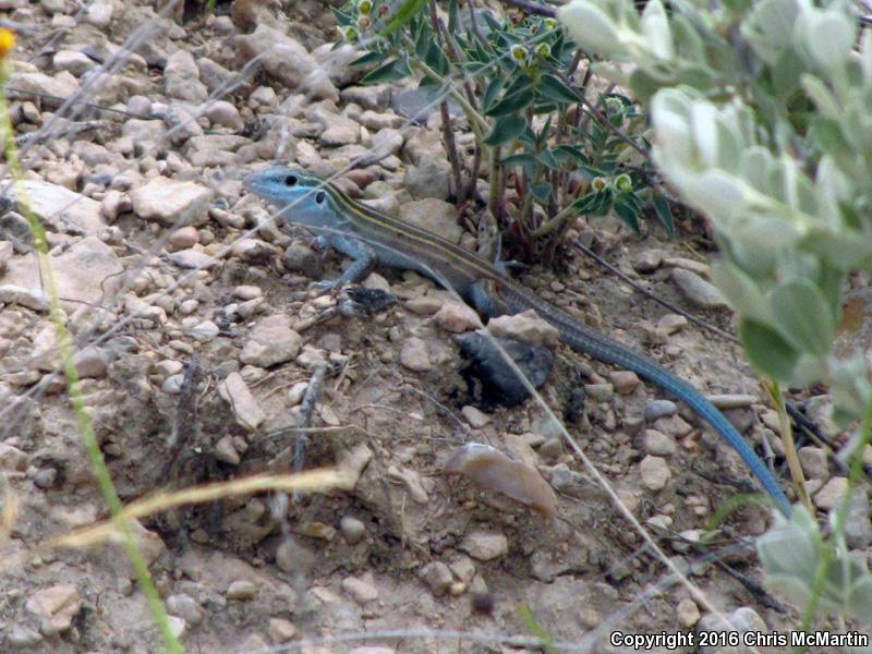 Trans-Pecos Striped Whiptail (Aspidoscelis inornata heptagramma)