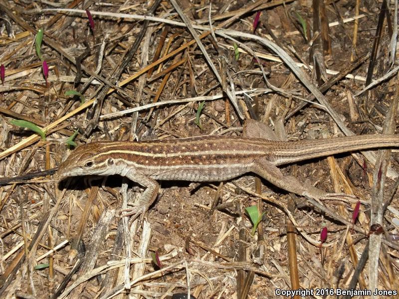 Canyon Spotted Whiptail (Aspidoscelis burti)