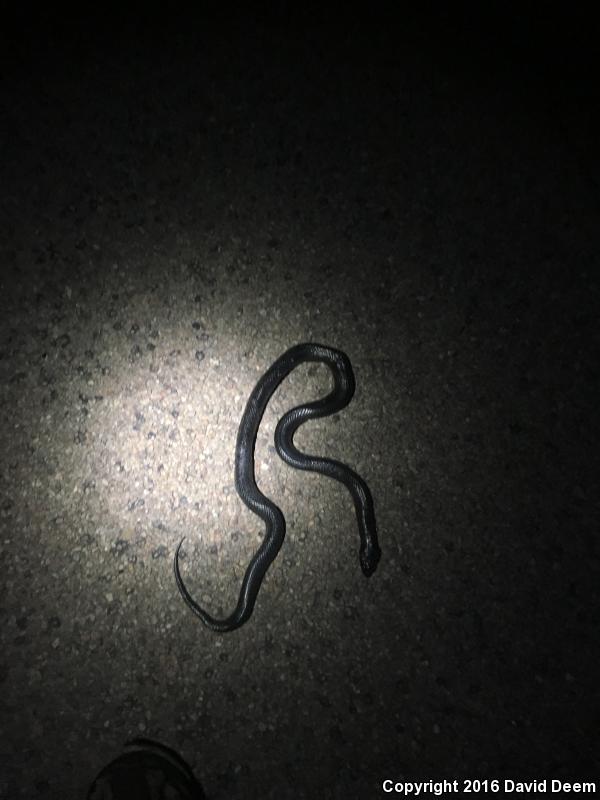 Western Black Kingsnake (Lampropeltis getula nigrita)