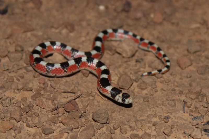 Thornscrub Hook-nosed Snake (Gyalopion quadrangulare)