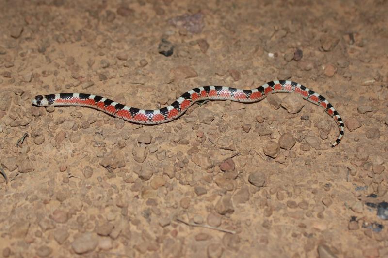 Thornscrub Hook-nosed Snake (Gyalopion quadrangulare)