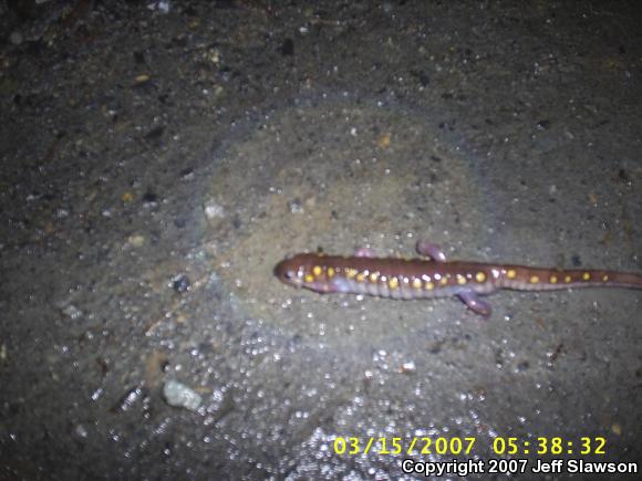 Spotted Salamander (Ambystoma maculatum)