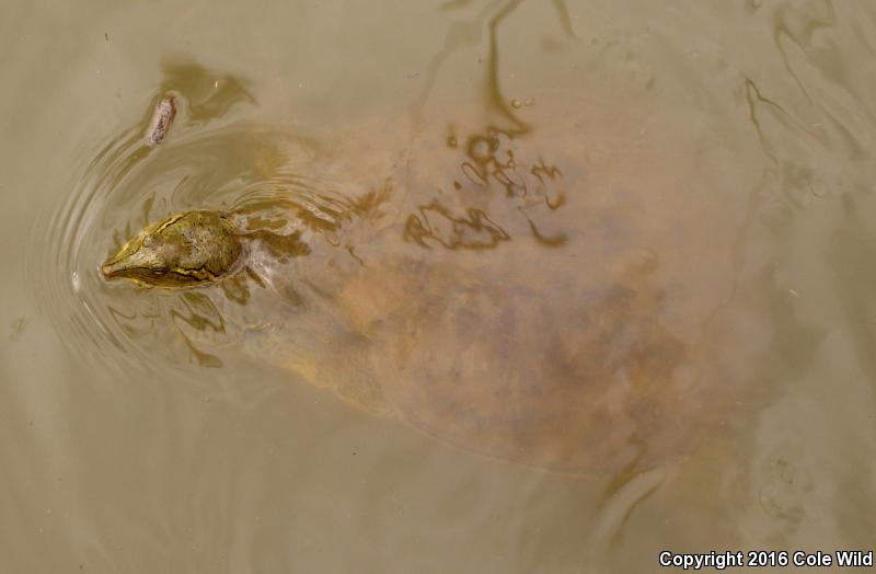 Western Spiny Softshell (Apalone spinifera hartwegi)